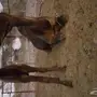 خلفه منيحة منوة القناي