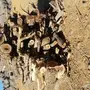 حطب قرض مع القشاش حقه