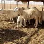 ضان حريه خلفات ودفيع