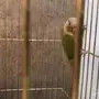 كنيور نص ولافه