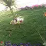 تنسيق وصيانة الحدائق والمنازل