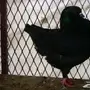 للبيع زوج كنق مودينا منتج وحاليا يطرد علا بيض