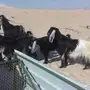 معزا للبيع