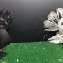 طبة شماسي امريكي للبيع