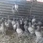 حمام لاحم سلفر