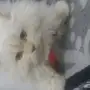 قطط للبيع 