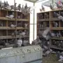 العرض الثالث ( حمام لاحم فرنسي سلفر جامبو )