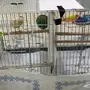 انثى كناري اللون اصفر للبيع