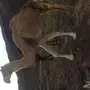 ناقه حرشا  لقحه قريب ولاده 