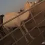 للبيع قعدان مفاريد ولقوات 