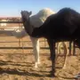 حشو بريه سمان للبيع