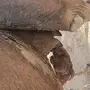 ناقة ساحلية حمراء 