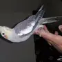 كروان ريش كامل  اليف انثاء 