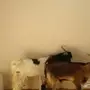 تيسين للبيع