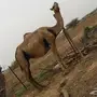 ناقة للبيه