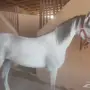 فرس مكس خطوط جمال للبيع في الأحساء جبل الأربع