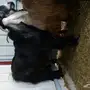 تيس عارضي 