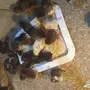 صوص بلدي 