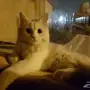 قطة بيضا و عيون ذهبي للتبني بشرط شراء أغراضها