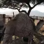 قعود مفرود