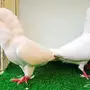 جوز بلجيكي ابيض صافي بفروخه