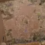 جوز روز على وشك وضع البيض