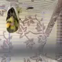 كناري سوري