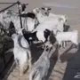 جنوبيات للبيع