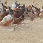 دجاج بلدي للبيع