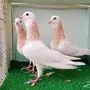 ريحاني سكري