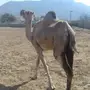 ناقه لقحه للبيع