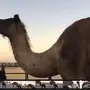خلفه مجهم هداوه وحليب 