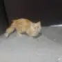 قط شيرازي 