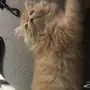 قط للبيع فيس بيكي 