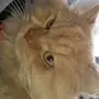 قط ذكر بالغ للتبني .. 