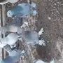 حمام اتراك
