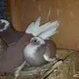 جوز قلابي معه فرخ