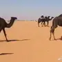 ابل مجاهيم 