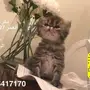 كيتن للحجز 