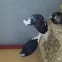 جوز قلابي مع فرخ منتج