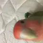 روز اليف