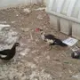 للبيع زوج بط شرشيري بالدمام 