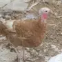 للبيع ثلاث دجاجات رومي بياضات بالدمام 