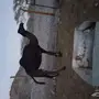 ناقة ضروبه والبيع مستعجل 