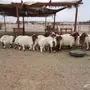 هرافئ نعيم طيبه