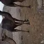 ناقة مضروبه 