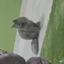 قطة ش شرازيه 