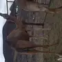 نياق حمر  لقحات لهن 10 شهور نساق 