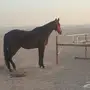 فرس انتاج
