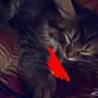 قط شيرازي عمر اقل من شهرين